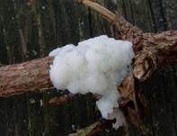 Dunkles Fadenkeulchen, Foto 6