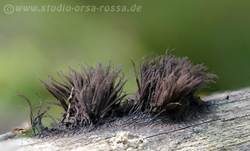 Dunkles Fadenkeulchen, Foto 8