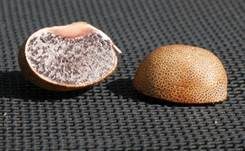 Dünnschaliger Kartoffelbovist, Foto 21