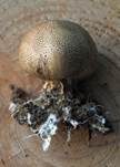 Dünnschaliger Kartoffelbovist, Foto 22
