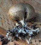 Dünnschaliger Kartoffelbovist, Foto 23