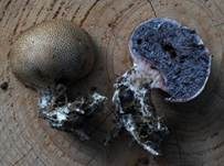Dünnschaliger Kartoffelbovist, Foto 24