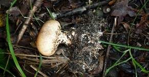 Dünnschaliger Kartoffelbovist, Foto 7