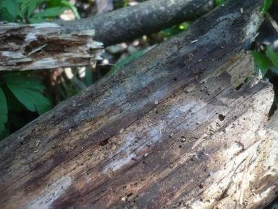 Dünnschichtiger Wachskrustenpilz, Foto 4