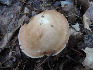 Durchbohrter Rübling, Foto 2