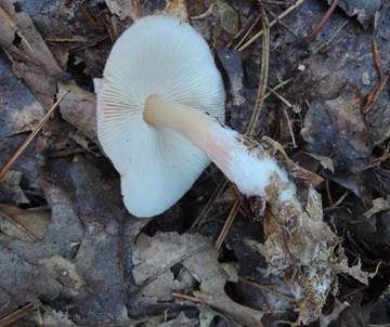 Durchbohrter Rübling, Foto 3
