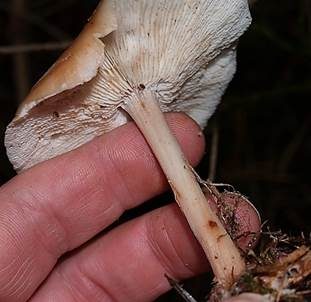 Durchbohrter Rübling, Foto 4