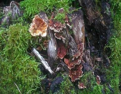 Eichenschichtpilz, Foto 6