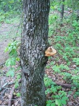 Eichen-Schillerporling, Foto 4