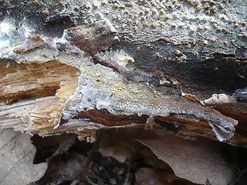 Eichen-Stachelhaut, Foto 3