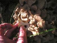 Eichhase, Foto 13