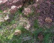 Eichhase, Foto 16