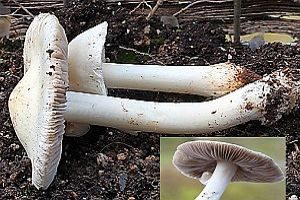 Eingeknickter Risspilz, Foto 1
