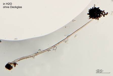 Elegantes Brombeer-Köpfchen, Foto 2