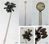 Elegantes Brombeer-Köpfchen, Foto 8