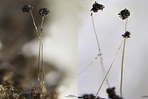 Elegantes Brombeer-Köpfchen, Foto 1