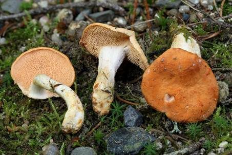 Ellipsoidsporige Stoppelpilz, Foto 4