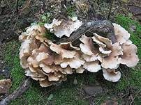 Engblättriger Muscheling, Foto 5