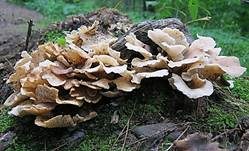 Engblättriger Muscheling, Foto 6