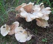 Engblättriger Muscheling, Foto 7