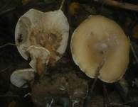 Erdigriechender Firnistrichterling, Foto 5