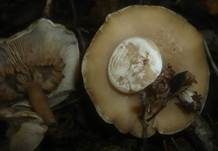 Erdigriechender Firnistrichterling, Foto 6