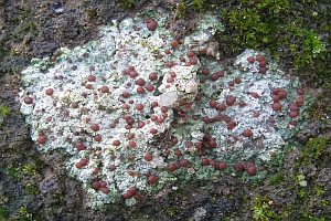 Ergossene Krustenflechte, Foto 1