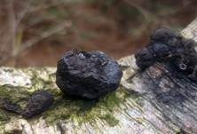 Erlen-Holzkohlenpilz, Foto 7