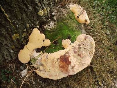 Eschen-Baumschwamm, Foto 2