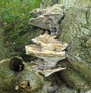 Eschen-Baumschwamm, Foto 11