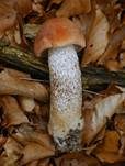 Espenrotkappe, Foto 24