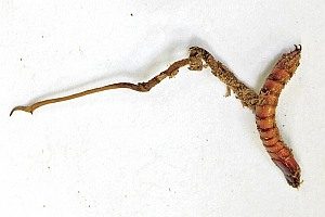 Europäischer Raupenpilz, Foto 1