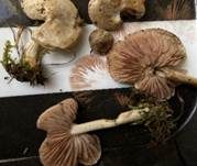 Exzentrischer Rötling, Foto 7