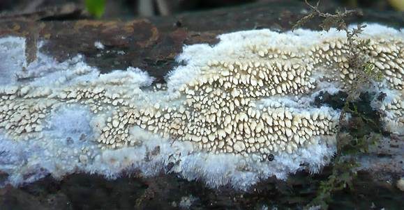 Fadenstachelpilz, Foto 2