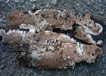 Fadenstachelpilz, Foto 13
