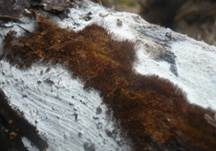 Fadenstachelpilz, Foto 14