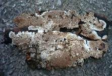 Fadenstachelpilz, Foto 15