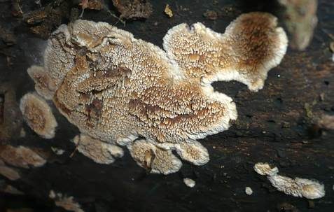Fadenstachelpilz, Foto 4