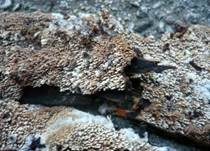 Fadenstachelpilz, Foto 7