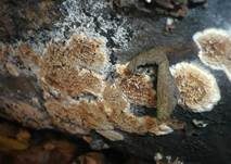 Fadenstachelpilz, Foto 9