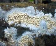 Fadenstachelpilz, Foto 11