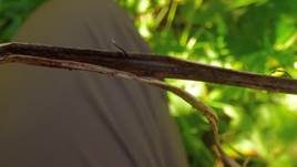 Fädige Holzkeule, Foto 14