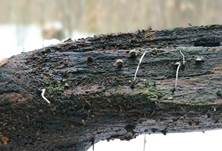 Fädige Holzkeule, Foto 10