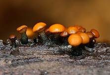 Abgestutztes Fadenscheibchen, Foto 12