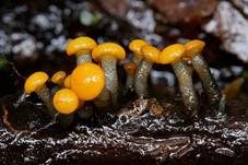 Abgestutztes Fadenscheibchen, Foto 25