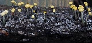 Abgestutztes Fadenscheibchen, Foto 28