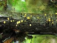 Abgestutztes Fadenscheibchen, Foto 31