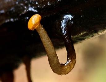 Abgestutztes Fadenscheibchen, Foto 5