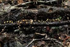 Abgestutztes Fadenscheibchen, Foto 32