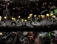 Abgestutztes Fadenscheibchen, Foto 33